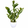 60cm Artificial Potted Zanzibar V637-DP1018508