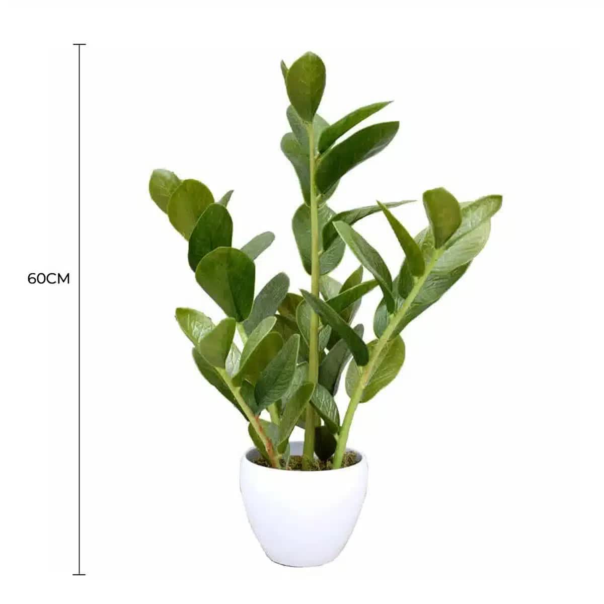 60cm Artificial Potted Zanzibar V637-DP1018508