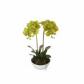 Two Stem Butterfly Artificial Orchid Cream 50cm V637-DP1018514
