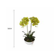 Two Stem Butterfly Artificial Orchid Cream 50cm V637-DP1018514