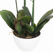 66cm Multi Stem Butterfly Artificial Potted Orchid With Pink Flowers V637-DP1018518