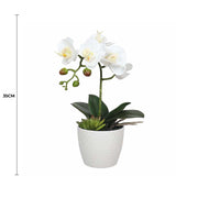 Potted Single Stem White Phalaenopsis Orchid with Decorative Pot 35cm V637-DP1018519