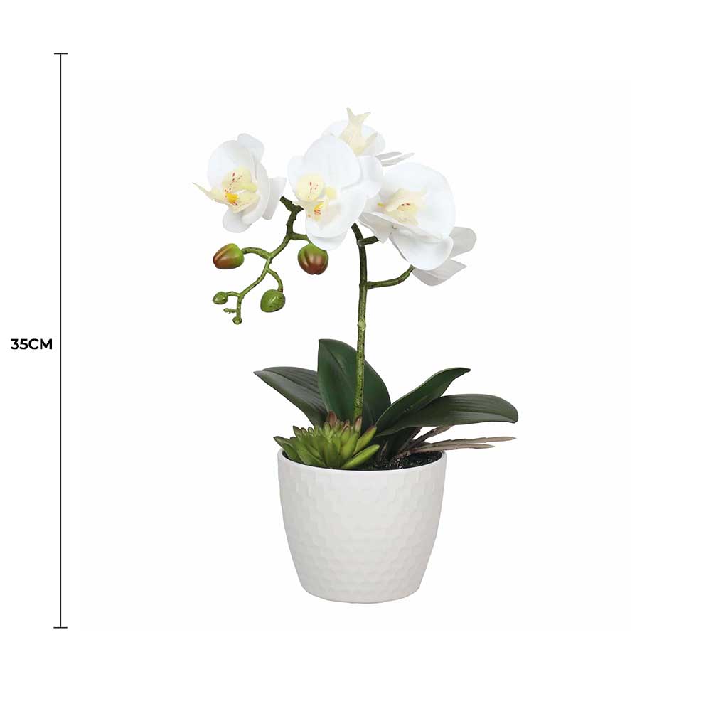 Potted Single Stem White Phalaenopsis Orchid with Decorative Pot 35cm V637-DP1018519