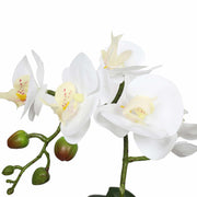 Potted Single Stem White Phalaenopsis Orchid with Decorative Pot 35cm V637-DP1018519