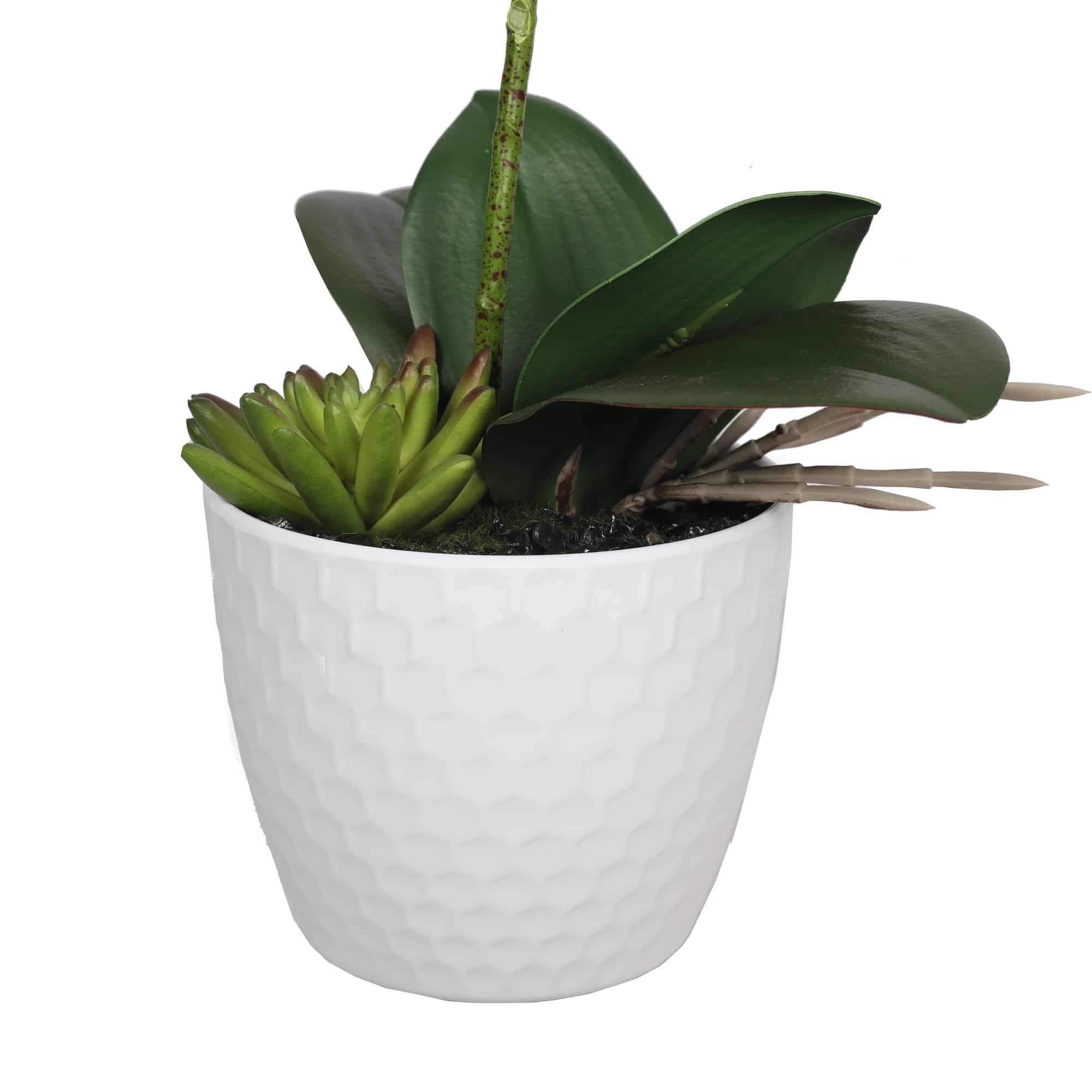 Potted Single Stem White Phalaenopsis Orchid with Decorative Pot 35cm V637-DP1018519