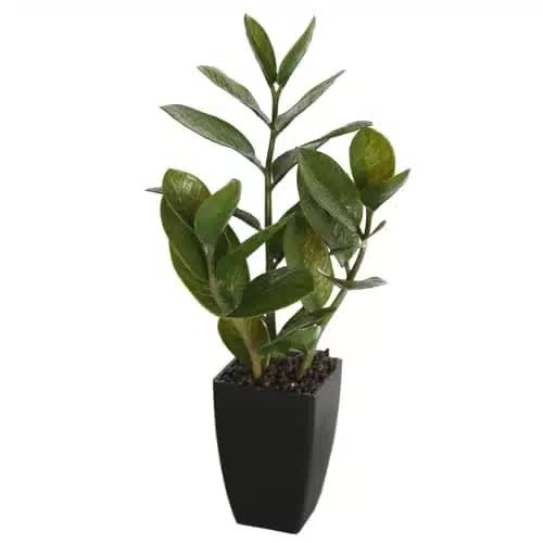 Potted Zanzibar 46cm V637-DP1018542