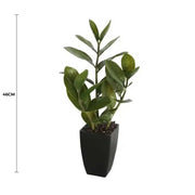 Potted Zanzibar 46cm V637-DP1018542