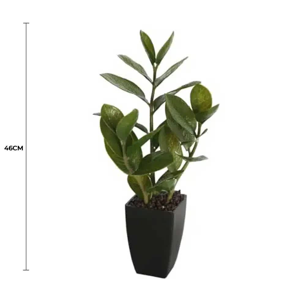 Potted Zanzibar 46cm V637-DP1018542