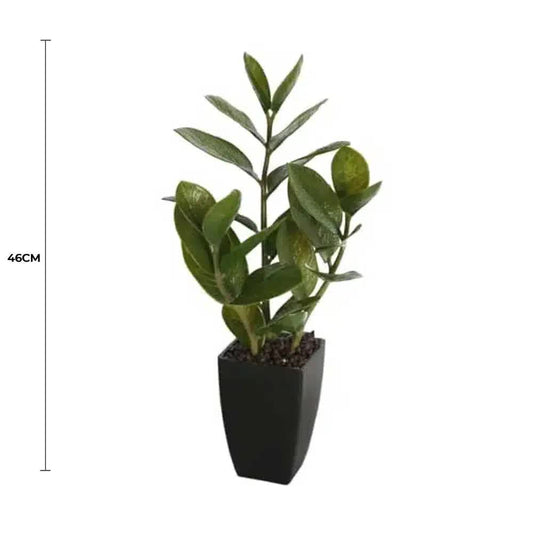 Potted Zanzibar 46cm V637-DP1018542