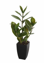 Potted Zanzibar 46cm V637-DP1018542