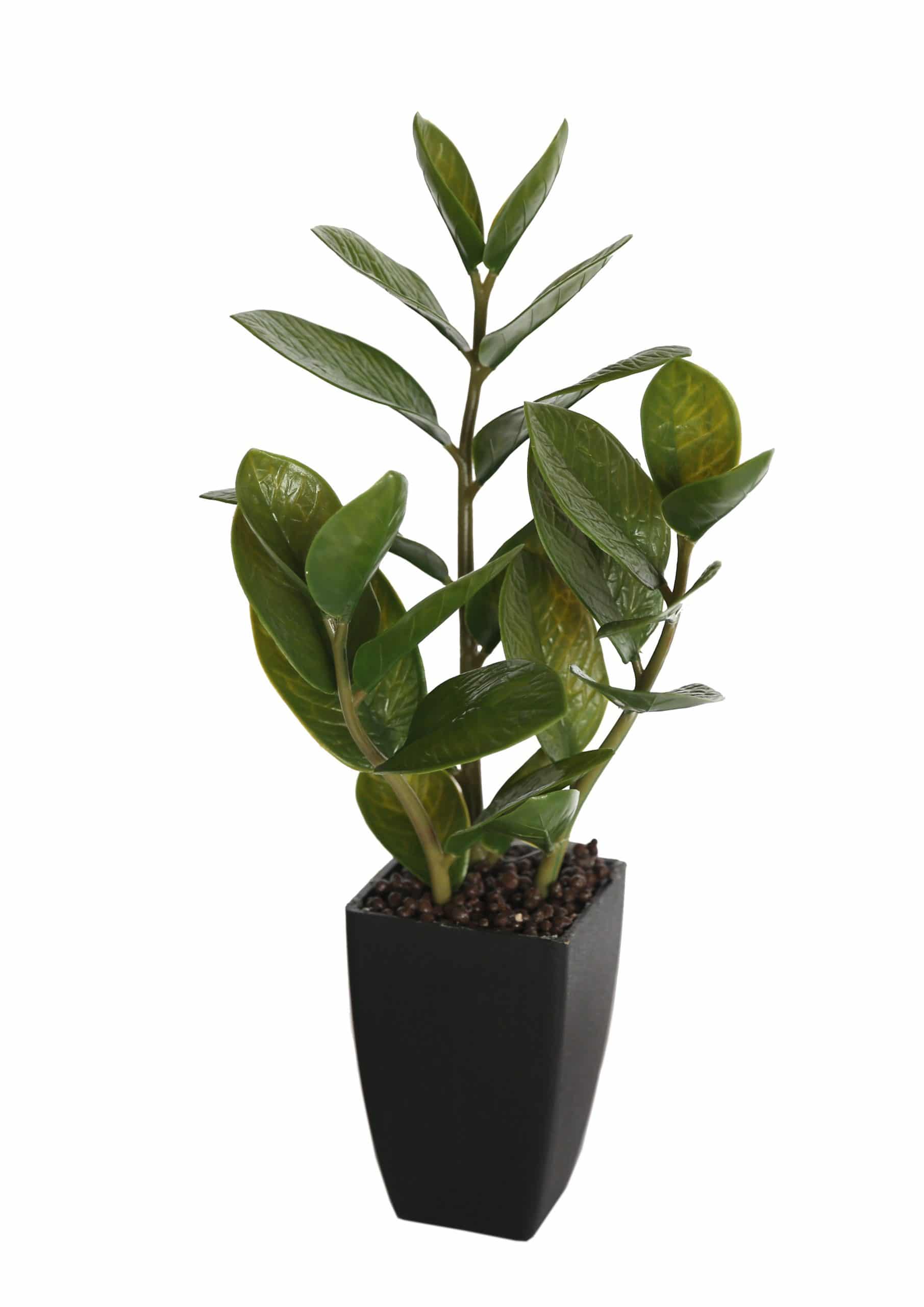 Potted Zanzibar 46cm V637-DP1018542