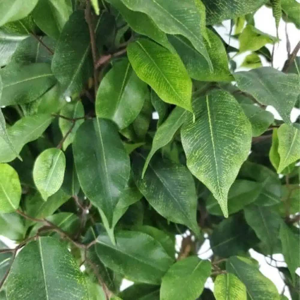 Artificial Potted Ficus Tree 160cm V637-DP1020539