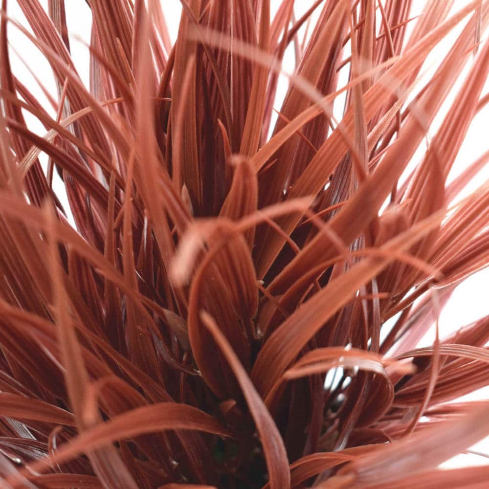 Artificial Ornamental Potted Dense Burgundy Grass UV Resistant 38cm V637-DP1043014