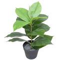 Artificial Potted Rubber Plant 55cm V637-DP1043058