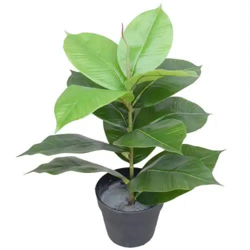 Artificial Potted Rubber Plant 55cm V637-DP1043058