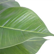 Artificial Potted Rubber Plant 55cm V637-DP1043058