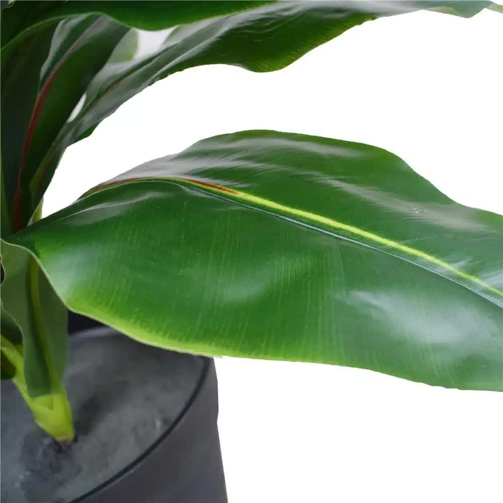 Artificial Potted Wide Leaf Birds Nest Fern 50cm V637-DP1043066