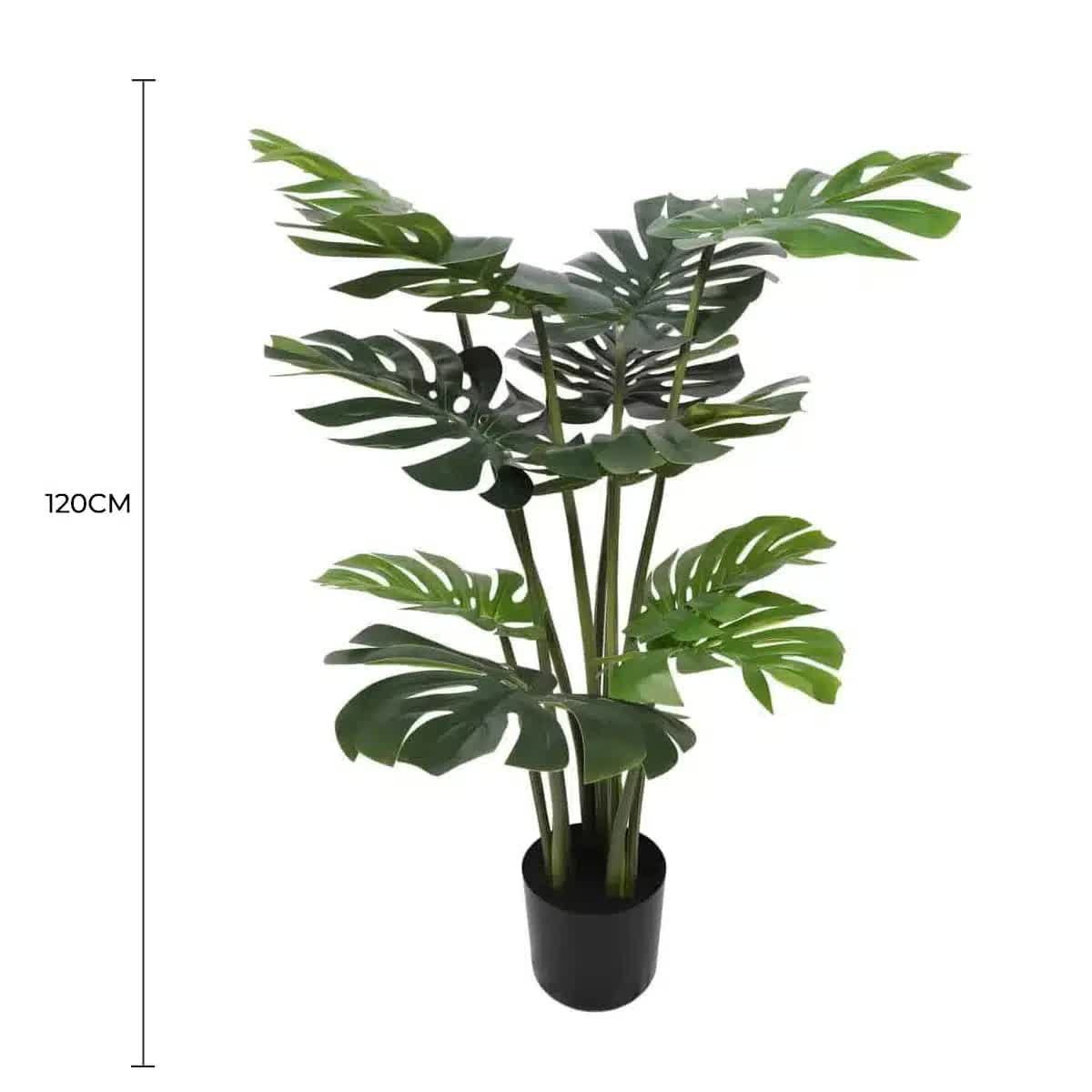 Split Philodendron Monstera Deliciosa (Split Leaf) 120cm V637-DP1089085