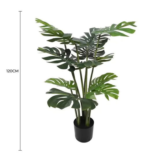 Split Philodendron Monstera Deliciosa (Split Leaf) 120cm V637-DP1089085