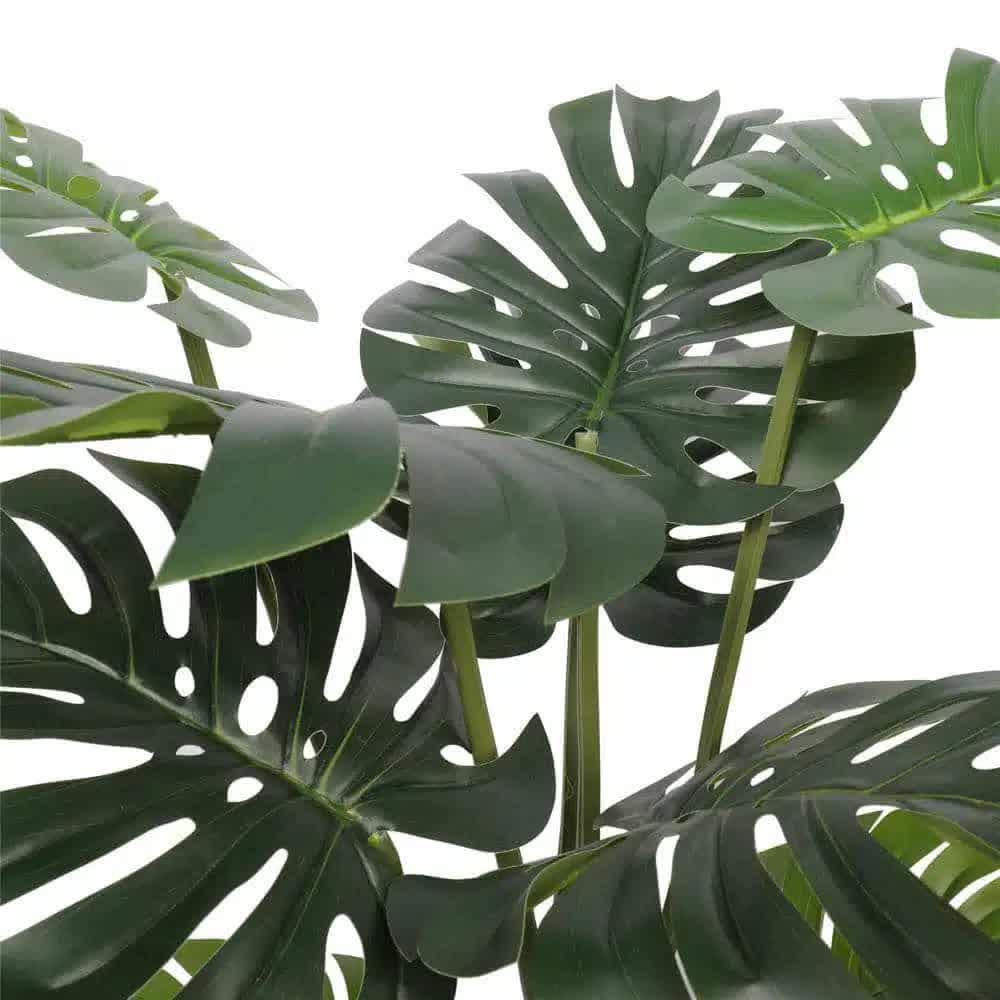 Split Philodendron Monstera Deliciosa (Split Leaf) 120cm V637-DP1089085