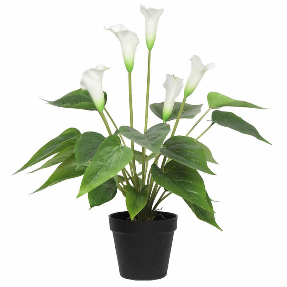 Artificial Flowering White Peace Lily / Calla Lily Plant 50cm V637-DP1128565
