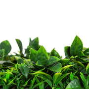 Flowering Lilac Vertical Garden / Green Wall UV Resistant 100cm X 100cm Panel V637-DP1156482