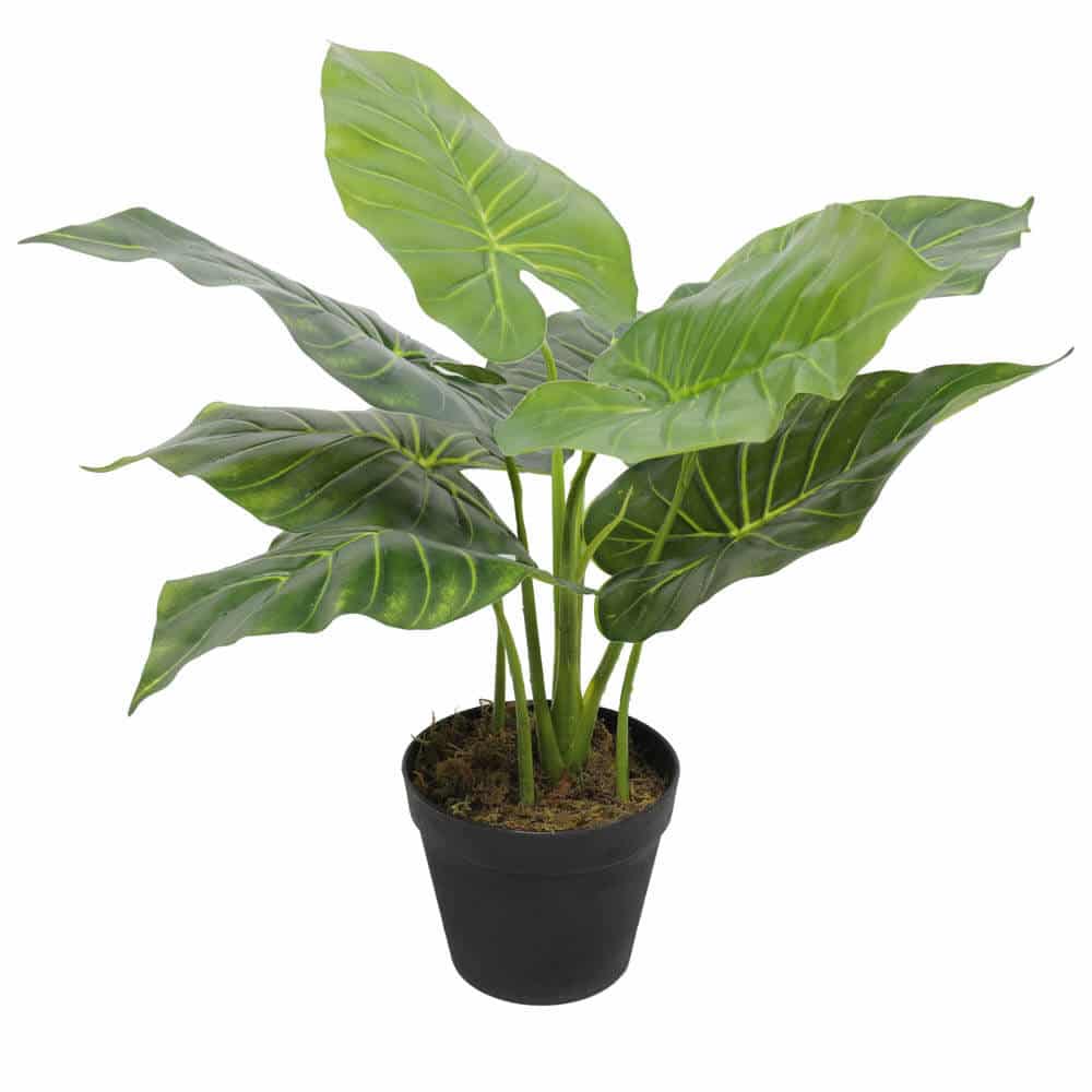 Artificial Potted Taro Plant / Elephant Ear 55cm V637-DP1158143