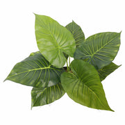 Artificial Potted Taro Plant / Elephant Ear 55cm V637-DP1158143