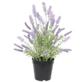 Artificial Lavender Plant 40cm V637-DP1158159