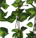 Artificial Pothos / Ivy Hanging Vines 260cm Each (5 pack) V637-DP1158896
