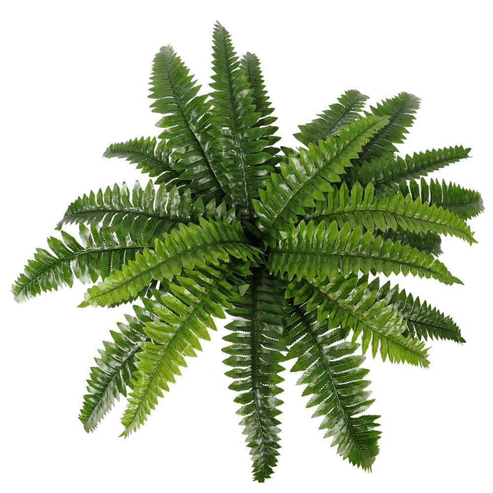 Artificial Potted Natural Green Boston Fern (50cm high 70cm wide) V637-DP1159628