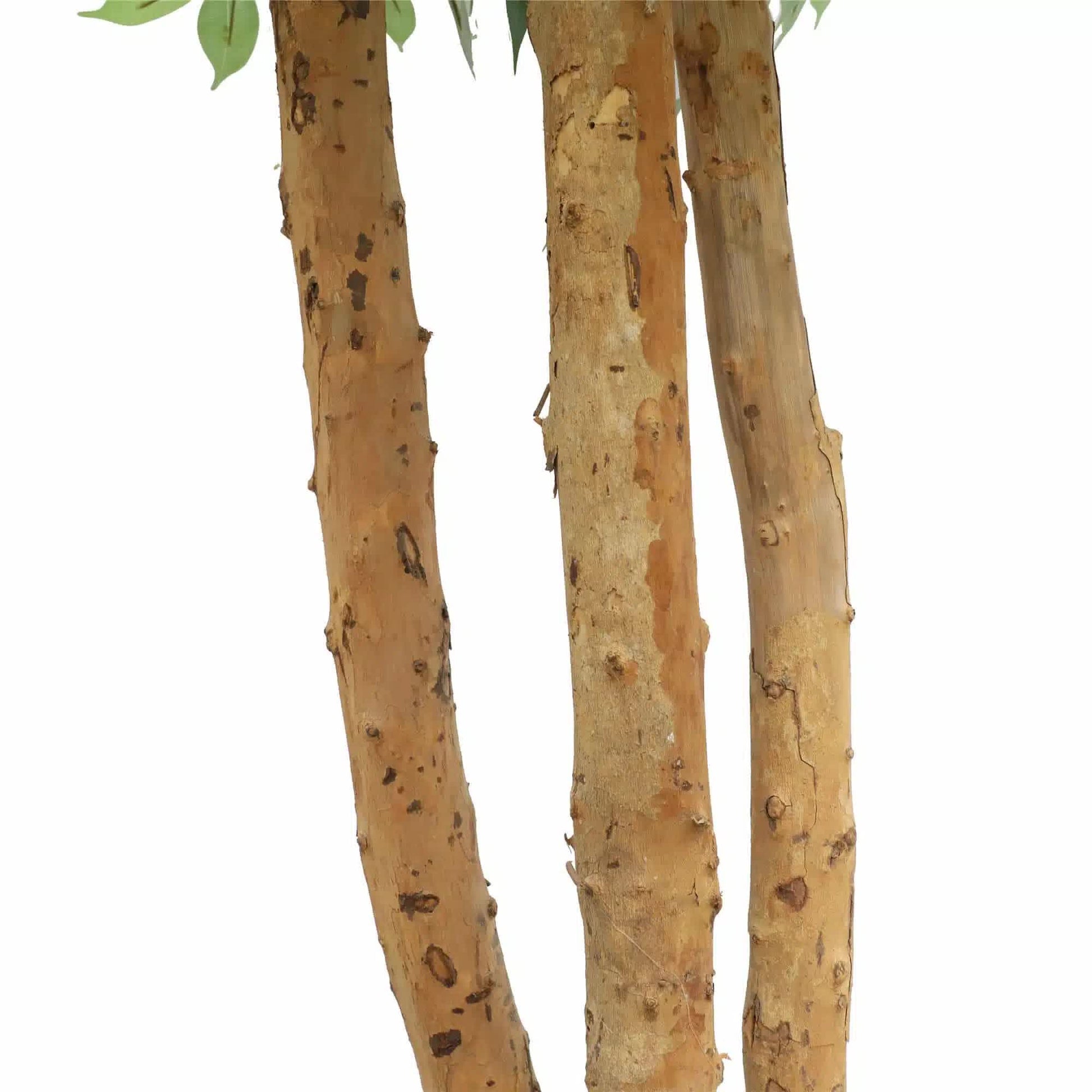 Large Custom Made Ficus Tree 250cm V637-DP1159645