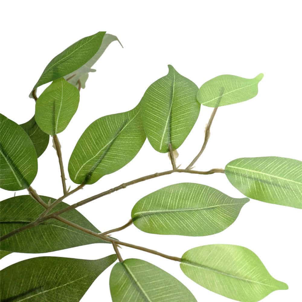 Large Custom Made Ficus Tree 250cm V637-DP1159645