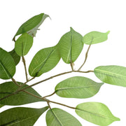 Large Custom Made Ficus Tree 250cm V637-DP1159645