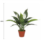 Artificial Spathiphyllum Peace Lily Plant with White Flowers 60cm V637-DP1188134