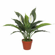 Artificial Spathiphyllum Peace Lily Plant with White Flowers 60cm V637-DP1188134