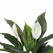 Artificial Spathiphyllum Peace Lily Plant with White Flowers 60cm V637-DP1188134