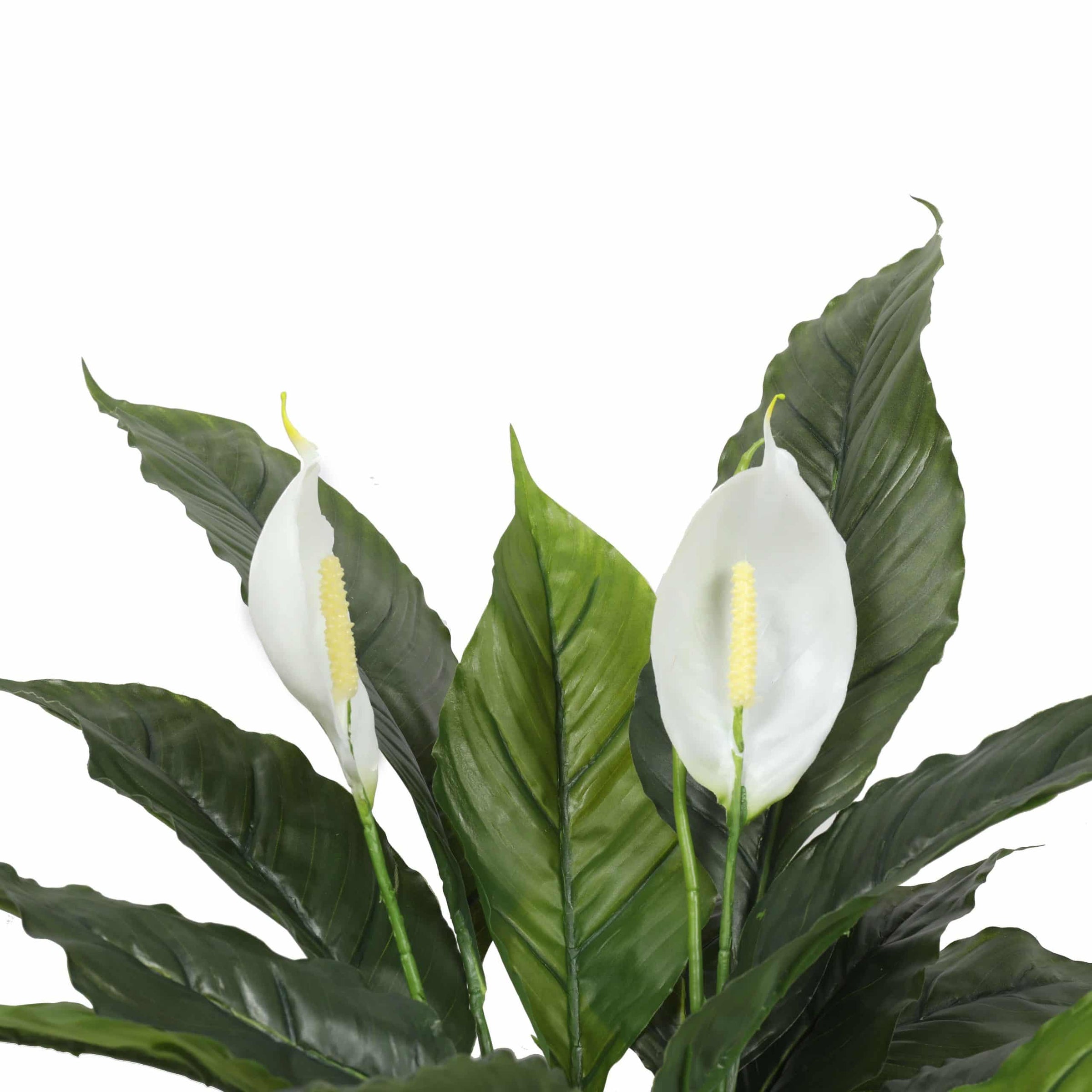 Artificial Spathiphyllum Peace Lily Plant with White Flowers 60cm V637-DP1188134