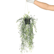 Artificial Hanging Pearls (Potted) 56cm UV Resistant V637-DP1189282
