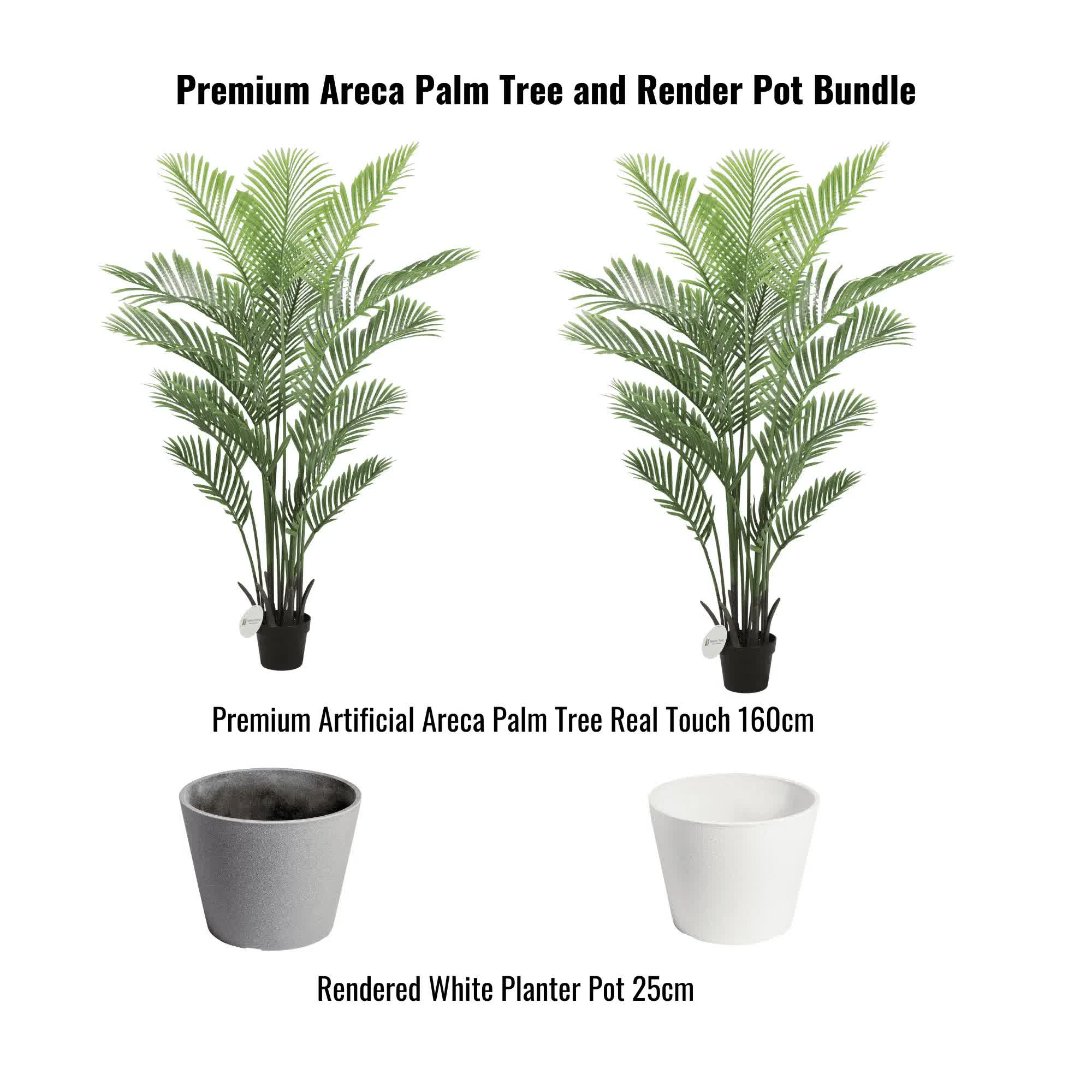 Premium Areca Palm Tree and Render Pot Bundle V637-DP1194094