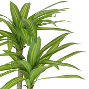 Artificial Multi Head Dracaena Tree with Mixed Green Leaves (Real Touch) 130cm V637-DP1222455