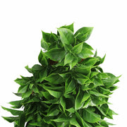 Artificial Dense Hanging Flowering Pothos Bush Vivid Green UV Resistant and Fire Rated 27cm x 72cm V637-DP1239FR