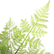 Faux Natural Fern Tree 90cm V637-DP1890000