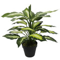 Leopard Lily (Dieffenbachia) with Pot 40cm V637-DP1890004