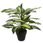 Leopard Lily (Dieffenbachia) with Pot 40cm V637-DP1890004