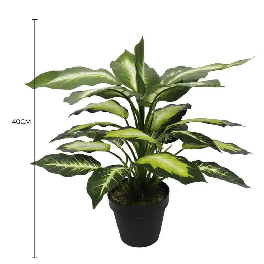 Leopard Lily (Dieffenbachia) with Pot 40cm V637-DP1890004