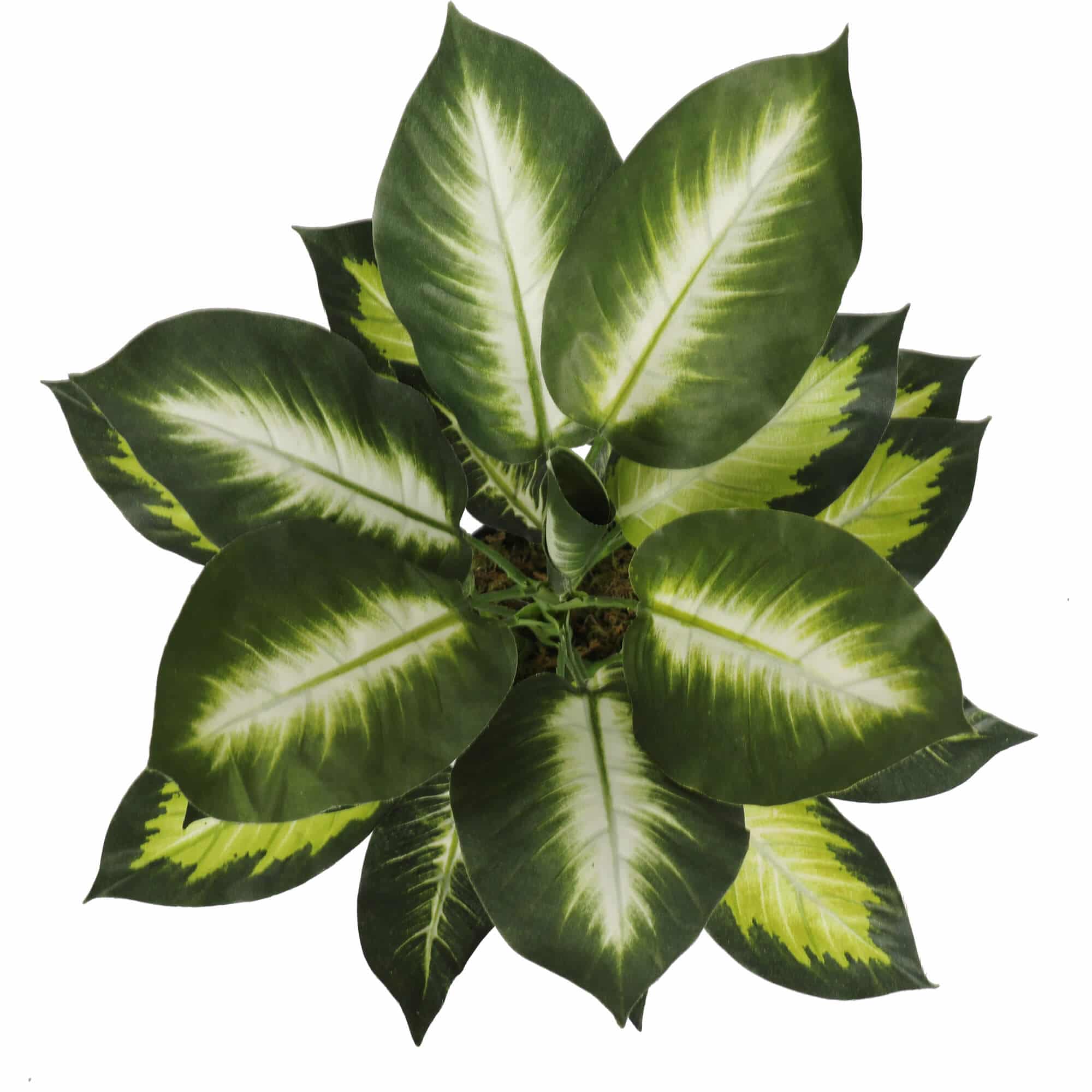 Leopard Lily (Dieffenbachia) with Pot 40cm V637-DP1890004