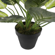 Leopard Lily (Dieffenbachia) with Pot 40cm V637-DP1890004