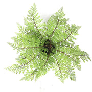 Faux Small Potted Fern 35cm V637-DP1890011