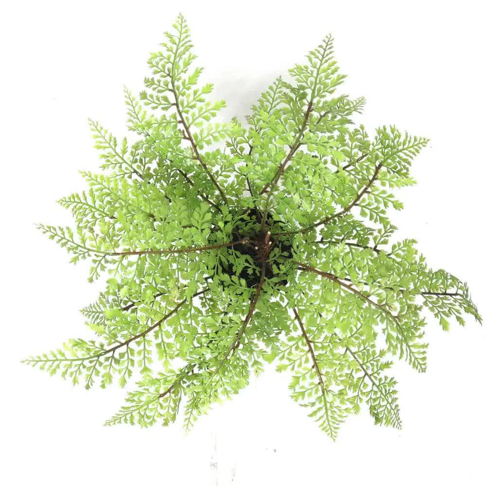 Faux Small Potted Fern 35cm V637-DP1890011